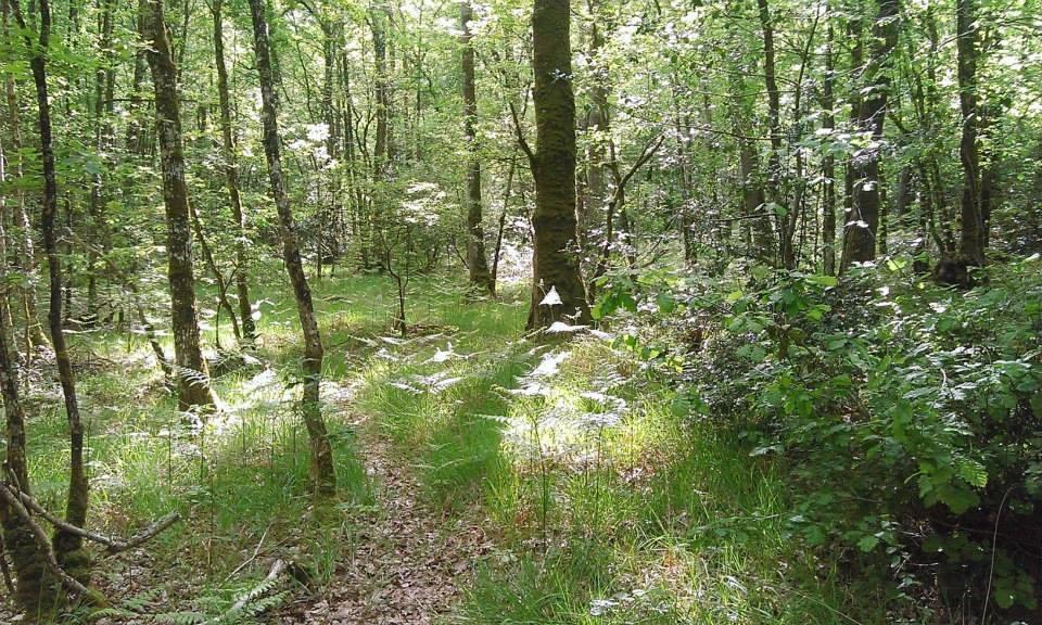 Manoir Du Tertre Au Coeur De La Foret De Broceliande Hotel แปงปง ภายนอก รูปภาพ