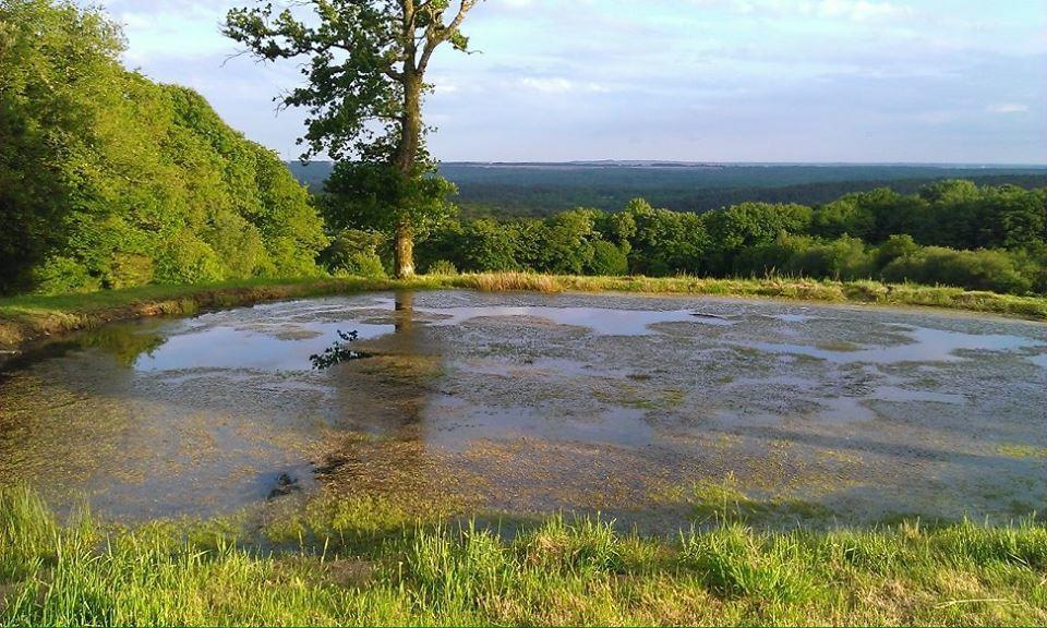 Manoir Du Tertre Au Coeur De La Foret De Broceliande Hotel แปงปง ภายนอก รูปภาพ